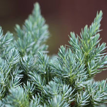 Load image into Gallery viewer, JUNIPERUS SQUAMATA BLUE STAR 6.0L
