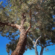 Load image into Gallery viewer, EUCALYPTUS NICHOLII PEPPERMINT GUM
