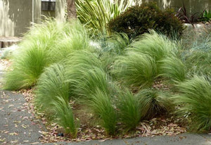 CAREX COMANS FROSTED CURLS 12CM