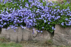 CAMPANULA PORSCHARSKYANA 14CM