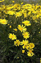 Load image into Gallery viewer, EURYOPS LITTLE SUNRAY 2.5L
