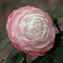 Load image into Gallery viewer, CAMELLIA JAPONICA AMAZING GRACES 4.0L

