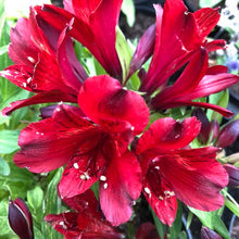 Load image into Gallery viewer, ALSTROEMERIA COMPACT INTICANCHA VALENTINO 2.5L
