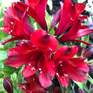 ALSTROEMERIA COMPACT INTICANCHA VALENTINO 2.5L