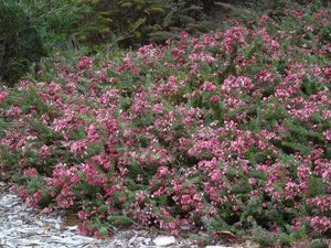 GREVILLEA MT TAMBORITHA 2.5L