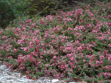 Load image into Gallery viewer, GREVILLEA MT TAMBORITHA 2.0L
