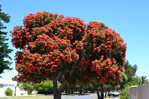 EUCALYPTUS FICIFOLIA RED FLOWER GUM