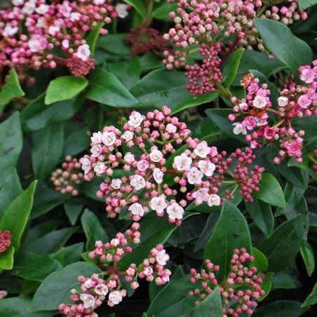 VIBURNUM TINUS EVE PRICE 1.0M STANDARD 8.5L