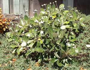 PACHYSTEGIA INSIGNIS MINOR 1.5L