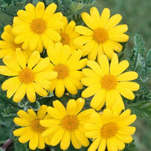 Load image into Gallery viewer, EURYOPS LITTLE SUNRAY 2.5L
