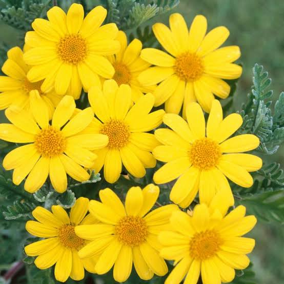 EURYOPS LITTLE SUNRAY 2.5L