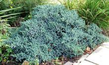 Load image into Gallery viewer, JUNIPERUS SQUAMATA BLUE STAR 6.0L
