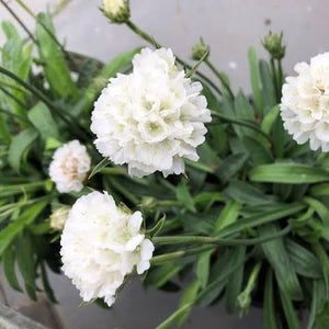 ARMERIA BRUTUS 2.0L