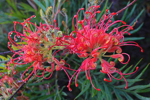 GREVILLEA ROBYN GORDON