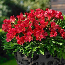 Load image into Gallery viewer, ALSTROEMERIA COMPACT INTICANCHA VALENTINO 2.5L
