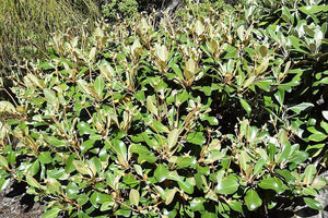 PACHYSTEGIA INSIGNIS MINOR 1.5L