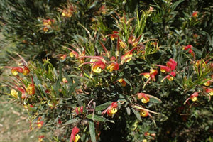 GREVILLEA BONNIE PRINCE CHARLIE 2.5L