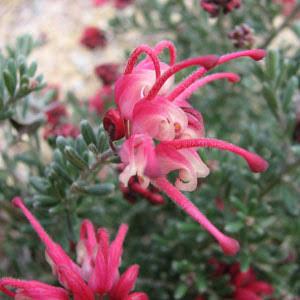 GREVILLEA WINTER DELIGHT 2.5L