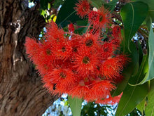 Load image into Gallery viewer, EUCALYPTUS FICIFOLIA RED FLOWER GUM
