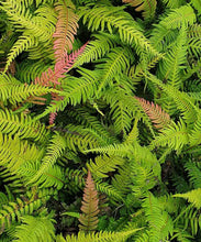 Load image into Gallery viewer, DOODIA AUSTRALIS RASP FERN 2.5L
