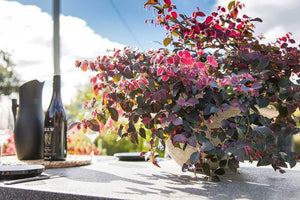 LOROPETALUM PLUM GORGEOUS