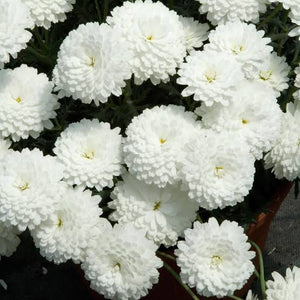 ARGYRANTHEMUM SUMMERSONG WHITE 1.5L