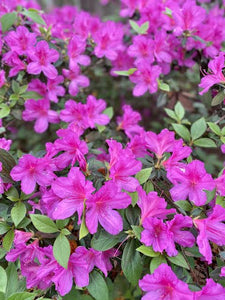 AZALEA EVERGREEN PURPLE GLITTERS 2.5L