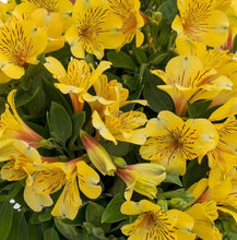 Load image into Gallery viewer, ALSTROEMERIA INCA GOLD RUSH 2.5L
