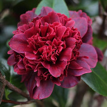 Load image into Gallery viewer, CAMELLIA JAPONICA TAKANINI 4.0L
