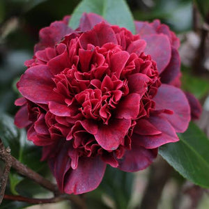 CAMELLIA JAPONICA TAKANINI 4.0L