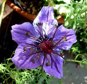 NIGELLA SPANISH LOVE IN A MIST SEED