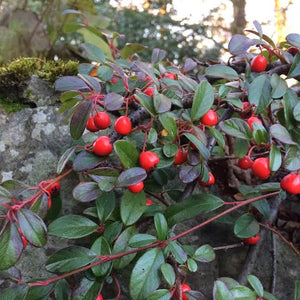 COTONEASTER DAMMERI 2.5L