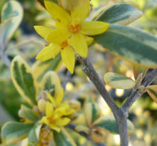 Load image into Gallery viewer, COROKIA SUNSPLASH 1.0L
