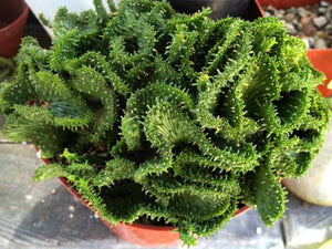 EUPHORBIA CORAL