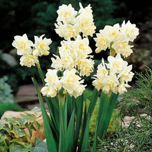 Load image into Gallery viewer, DAFFODIL DOUBLE EARLYCHEER 5PK
