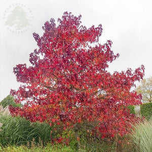 LIQUIDAMBAR STYRACIFLUA WORPLESDON PB28