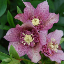 Load image into Gallery viewer, HELLEBORUS ORIENTALIS HYBRID TUTU 17CM
