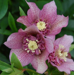 HELLEBORUS ORIENTALIS HYBRID TUTU 17CM