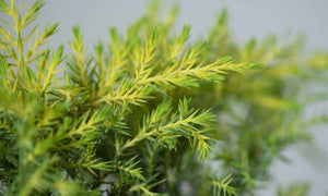 JUNIPERUS X MEDIA GOLD COAST 6.0L