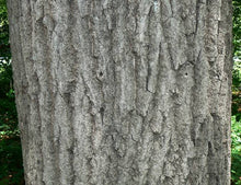 Load image into Gallery viewer, QUERCUS RUBRA NORTHERN RED OAK PB28
