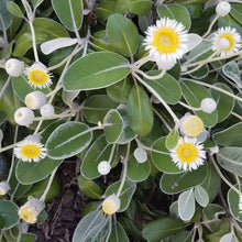 Load image into Gallery viewer, PACHYSTEGIA INSIGNIS MINOR 1.5L
