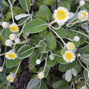 PACHYSTEGIA INSIGNIS MINOR 1.5L