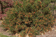 Load image into Gallery viewer, GREVILLEA BONNIE PRINCE CHARLIE 2.5L
