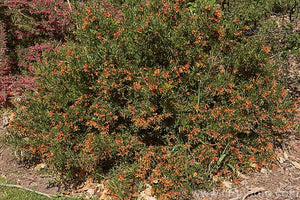 GREVILLEA BONNIE PRINCE CHARLIE 2.5L