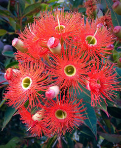 EUCALYPTUS FICIFOLIA RED FLOWER GUM