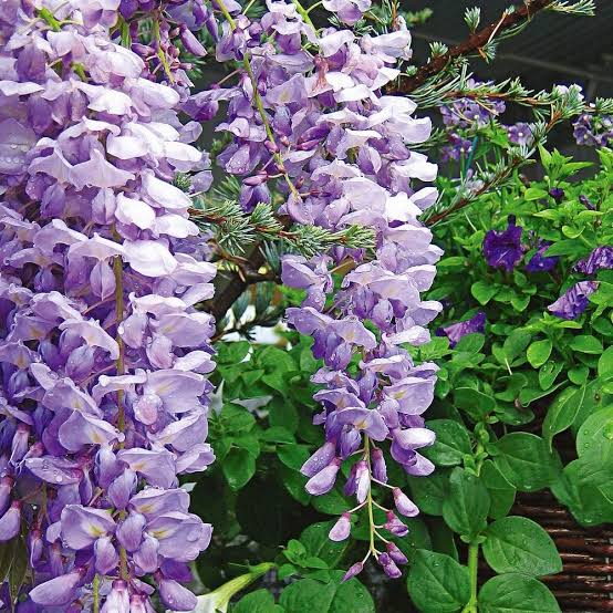 WISTERIA FLORIBUNDA LAVENDER LACE 3.5L