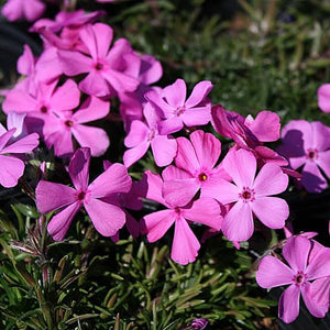 PHLOX SUBULATA VIVID 14cm