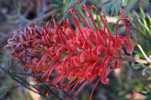 GREVILLEA ROBYN GORDON