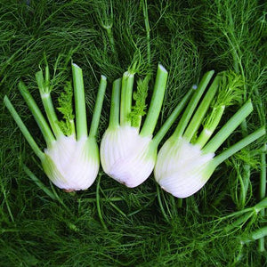 FENNEL FLORENCE ZEFA FINO SEED