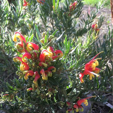 Load image into Gallery viewer, GREVILLEA FIREWORKS 2.5L
